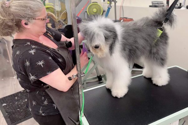 grooming-station-san-diego