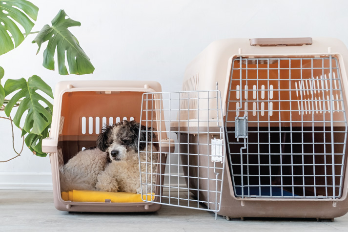 dog cage small dog