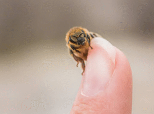 Can Bees Detect Human Scent and How That Affects Removal