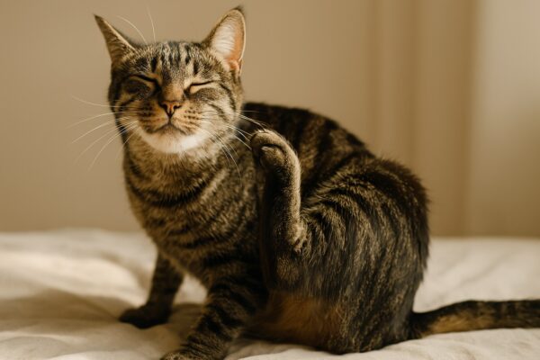 Fleas on Cats: How to Protect Your Feline from These Pesky Pests Fleas on Cats - How to Protect Your Feline from These Pesky Pests