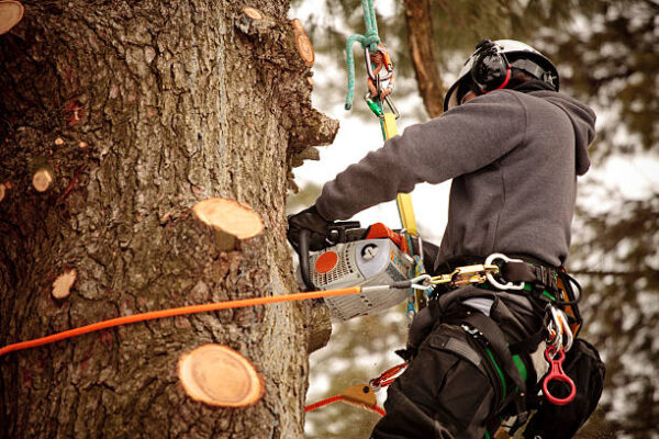 How Do Arborists Decide When a Tree Is ‘Too Far Gone’ to Save? Ewa Beach tree removal services